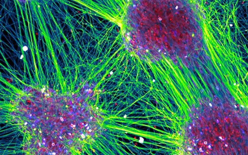 Leiden Cell Observatory Photography Contest